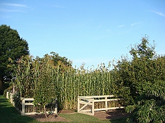 462 Longwood Gardens [2008 August 23]